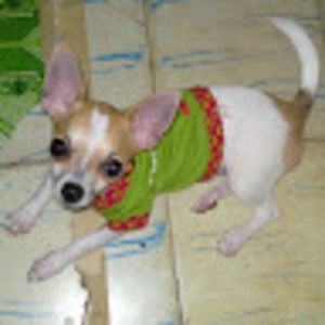 Meet your Posher, Irine